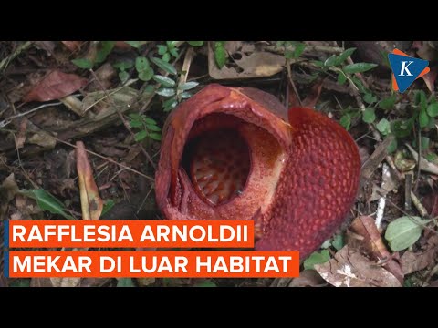 Kebun Raya Bogor Catat Sejarah, Rafflesia Arnoldii Mekar di Luar Habitat Alaminya