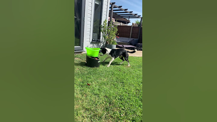 Doggy Playing Fetch by Himself || ViralHog