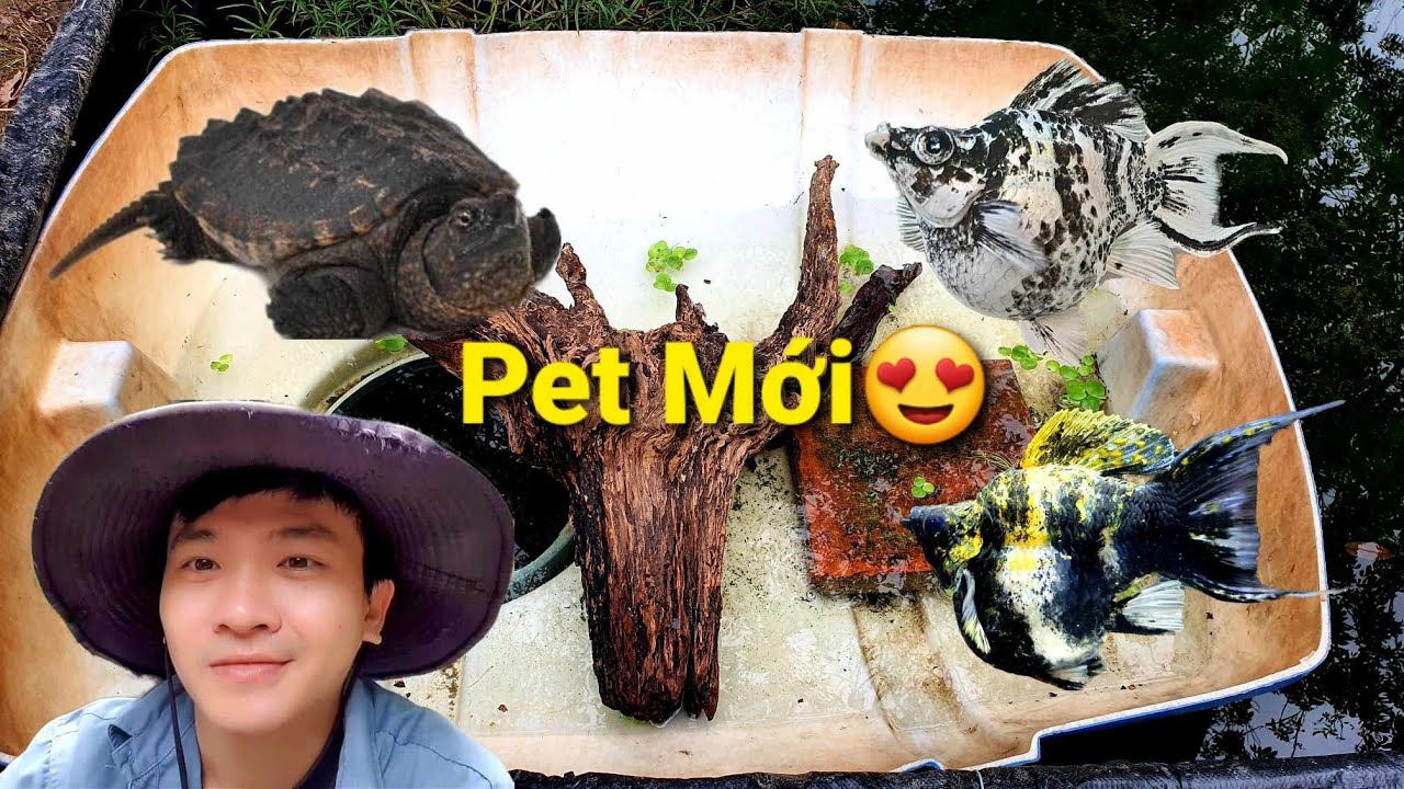 Làm Hồ Nuôi Rùa Common Và Cá Molly Thủy Sinh|Mến Phạm. - YouTube