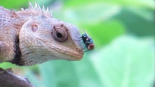 lizard catching flies - freeya vidu.