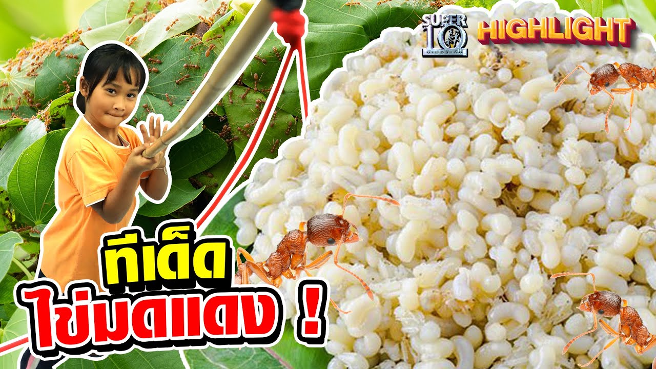 ทีเด็ด..9 ขวบ สารพัดเมนู #ไข่มดแดง HIGHLIGHT | SUPER10