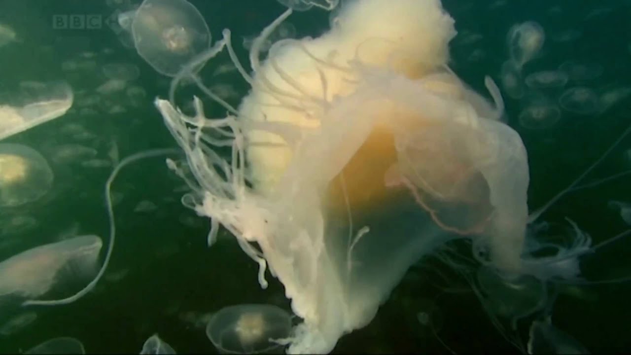Ruby Creature Mount Kimbie - Ruby (Creatures of the Deep) - YouTube