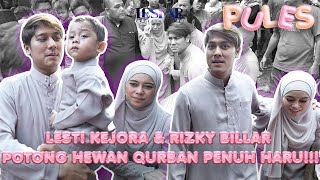 Pules  Alhamdulillah Daging Sapi Limosin Leslar Dibagikan Untuk Seluruh Warga