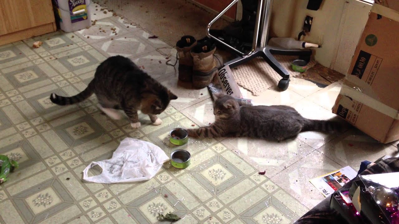 Kitten stealing food YouTube