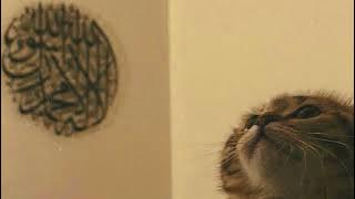 Salat Salam Nasheed | Slowed   Reverb | Vocals only