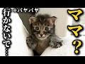 【成長】隔離中の子猫がついにひとりぼっちが寂しくて泣いてしまうようになりました…