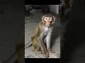 Caught on CCTV: The Animal With Attitude!" 🐾😎 #shortvideo #trending #shorts #short #funny
