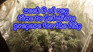 Beginner Grow Journal week 9 of veg time to defoliate