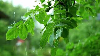 The sound of rain is pure peace.❤️‍🔥