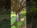 Anly「ニヌファブシ 」アカペラ 伊江島