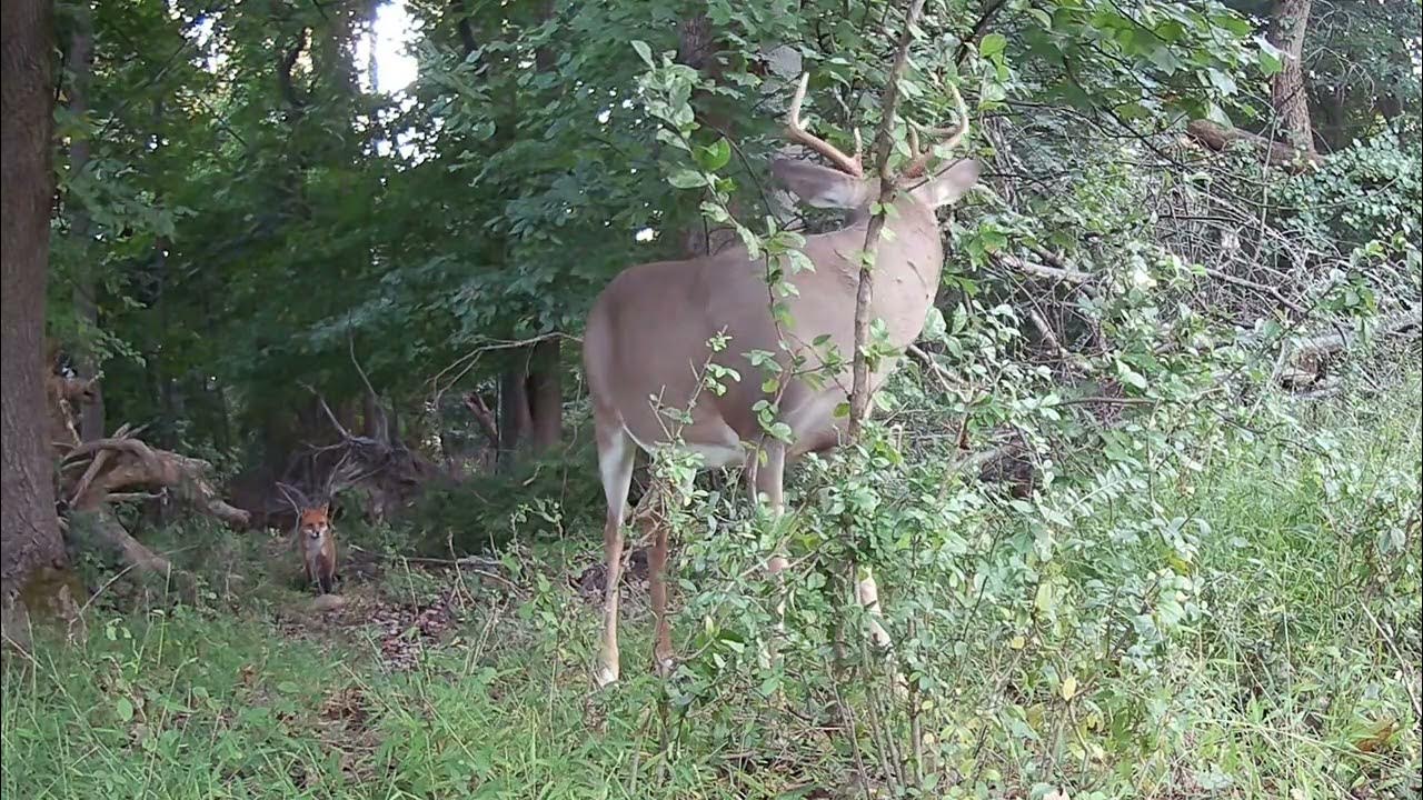 A Buck Rubbing up Against a Tree bucks urbanwildlife deer trailcam