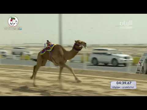 الشوط 4 خنجر رعد ل سالم عنزان بن خاتم النعيمي 9 10 19 ختامي الشحانية 2021 3 24 ايذاع