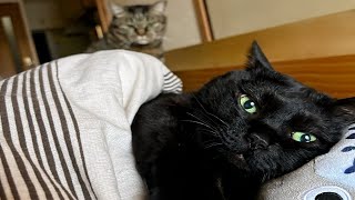The funniest animals of 2024  The funniest cats videos  Part 29
