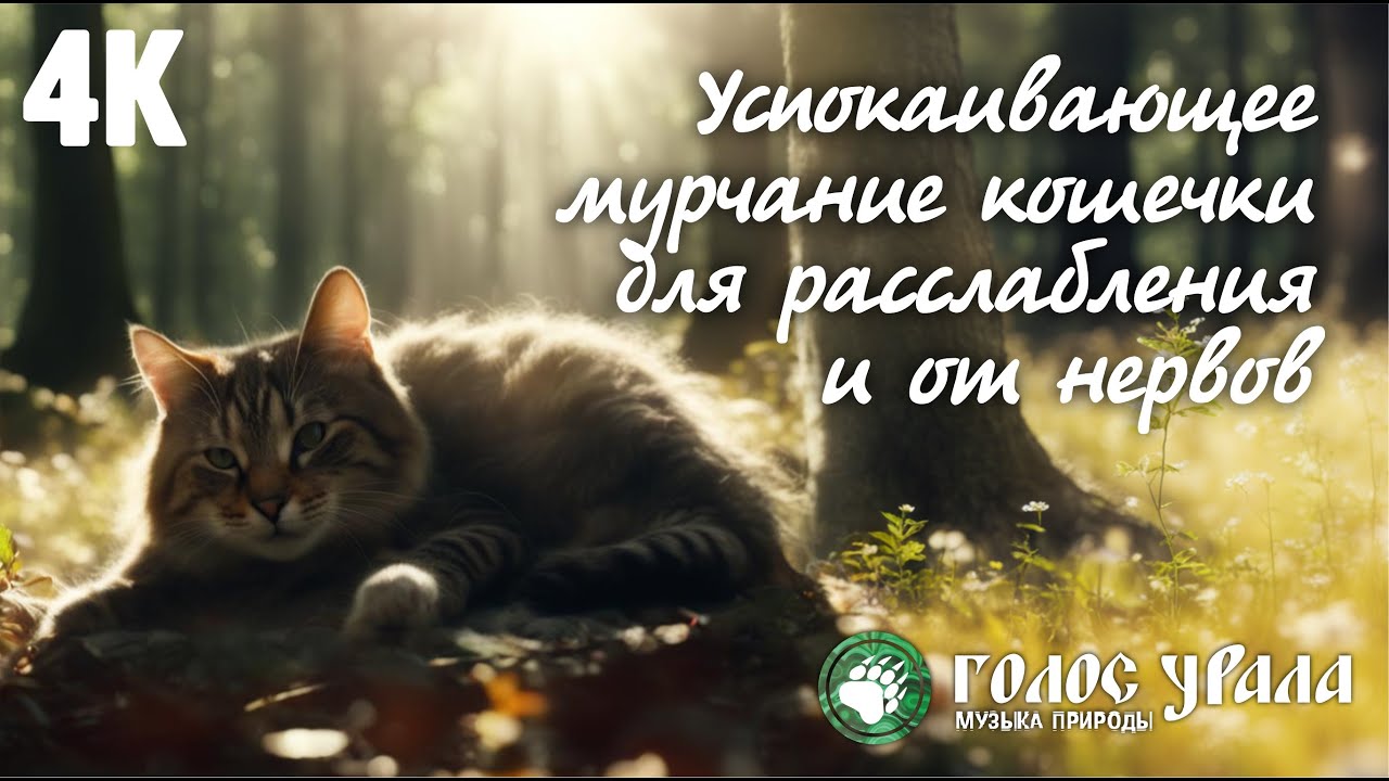 Успокаивающее мурчание кошечки 4K для расслабления и от нервов | Cat ...