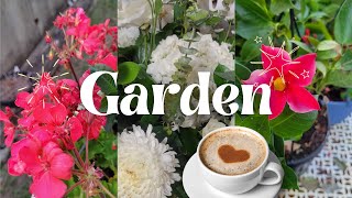 Patio Gardening ~ Clearance Potted Plants