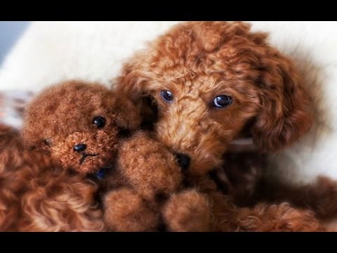 Chiens Mignons Qui Ressemblent à Des Ours En Peluche