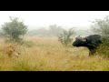 Pride of Lions Standoff Against Huge Buffalo (Nharus &amp; Ncila Update)