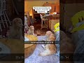 dogs being moms #funnydog #funnydogs #momlife
