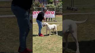 The MultiChampion Ralph Dogo Argentino ???‍❄️??▪️??The International Dog Show 2️⃣0️⃣2️⃣3️⃣???
