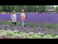 Lavender Farm Tomita