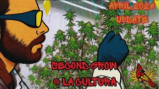 Second Grow at La Cultura | April 2026 Vegetation | Flowering Update – 72 Plants / 22 strains