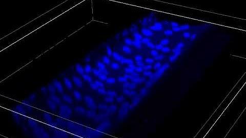 3D reconstruction of cells in a renal-assist device