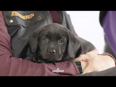 Kustmarken petgood - video from Petgood