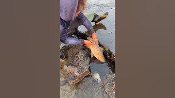 Cá Lớn - bắt cá Chép Khủng ẩn nấp dưới kẽ đá 😱 #khacthuyvlogg