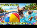 Dog TV for Dogs 🌈 Comfort Dogs with Separation Anxiety 🏠 Calming Music for Relaxation 🎵