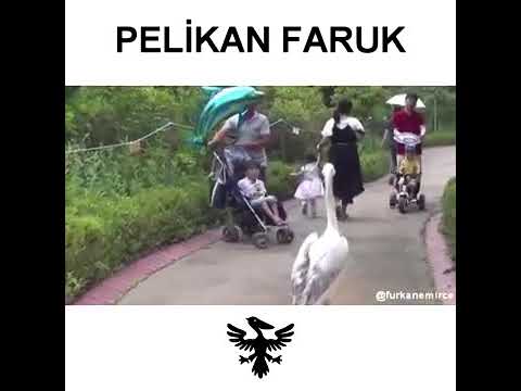 PELİKAN FARUK   Furkan Emirce Dublajları 44