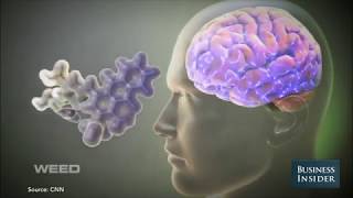 Information Learn About Weed With Dr  Sanjay Gupta News