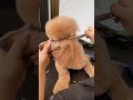 Grooming the Poodle Topknot