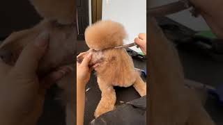 Grooming the Poodle Topknot