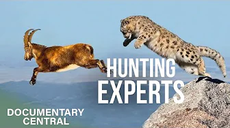 The Biggest Threat to the Survival of Big Cats | Age of Big Cats