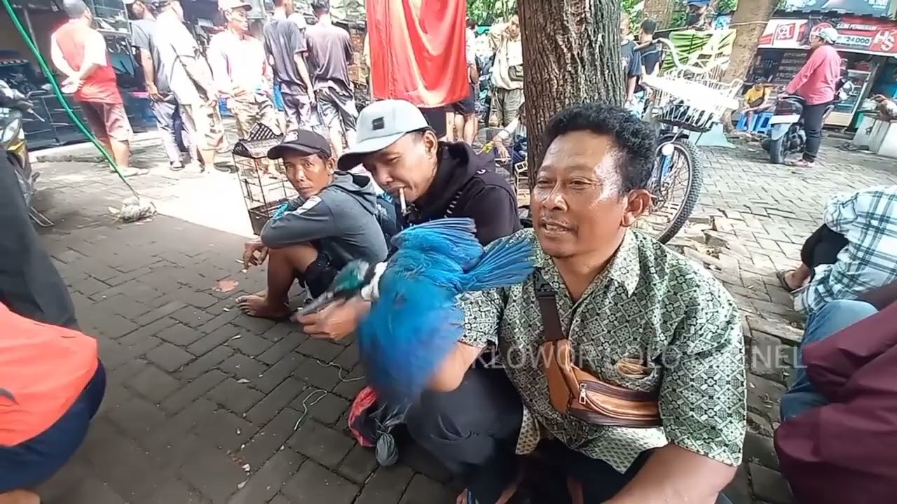 Ya ampun di sini tempat titik kumpul penjuwal burung dari desa pegunungan 