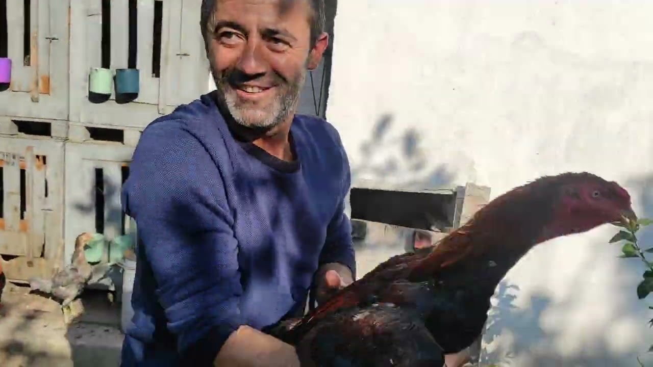 /// HERGÜN GÖRDÜĞÜ UZUN BOYLU YAVRUYU BEN GÖRMEDİM DİYE YEMİN ETTİ AHMET ABI ///