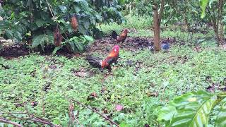 Trap wild chickens with beautiful bait or bait