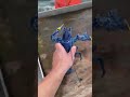 Portland fisherman lands rare, blue lobster