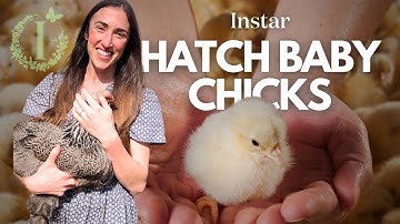 The Ultimate Guide to Incubating Eggs using the Nurture Right 360