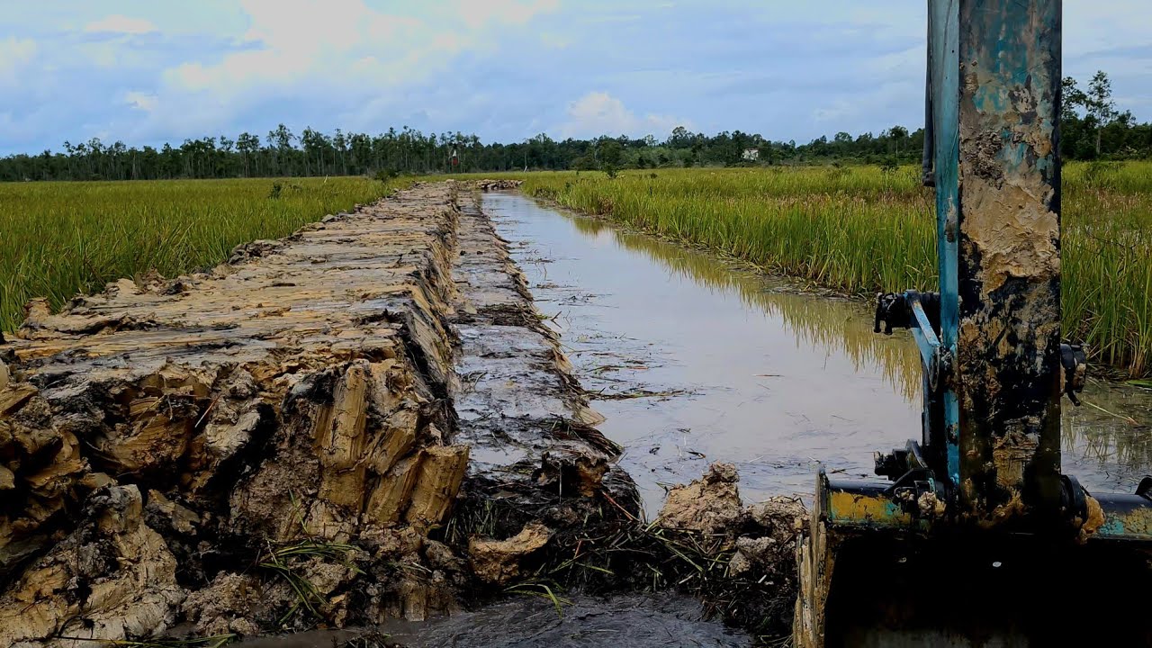 Dari awal bikin parit sarang ikan rawa sepanjang 200 meter 