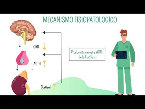 Vídeo: La Malaltia D’Addison I Cushing En Gats