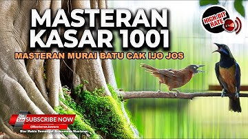 🔴Masteran Tepus Kepala Abu Gacor vs Cucak Cungkok Super Gacor Saling Nembak Kasar Satu Irama Lagu