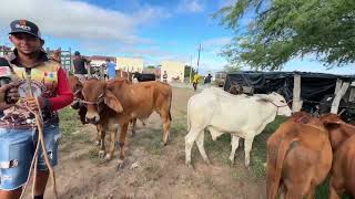 Feira de Gado em São José da Tapera - AL 20 - 06 - 2026 #nordeste