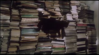 The Cat 1992