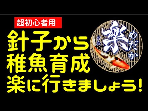 メダカの針子から稚魚への育成　放置気味の管理方法です。メチレンブルーなども不要！エサやりも一日一回の屋外飼育の一例です。【楽めだか】直接採卵映像もあります