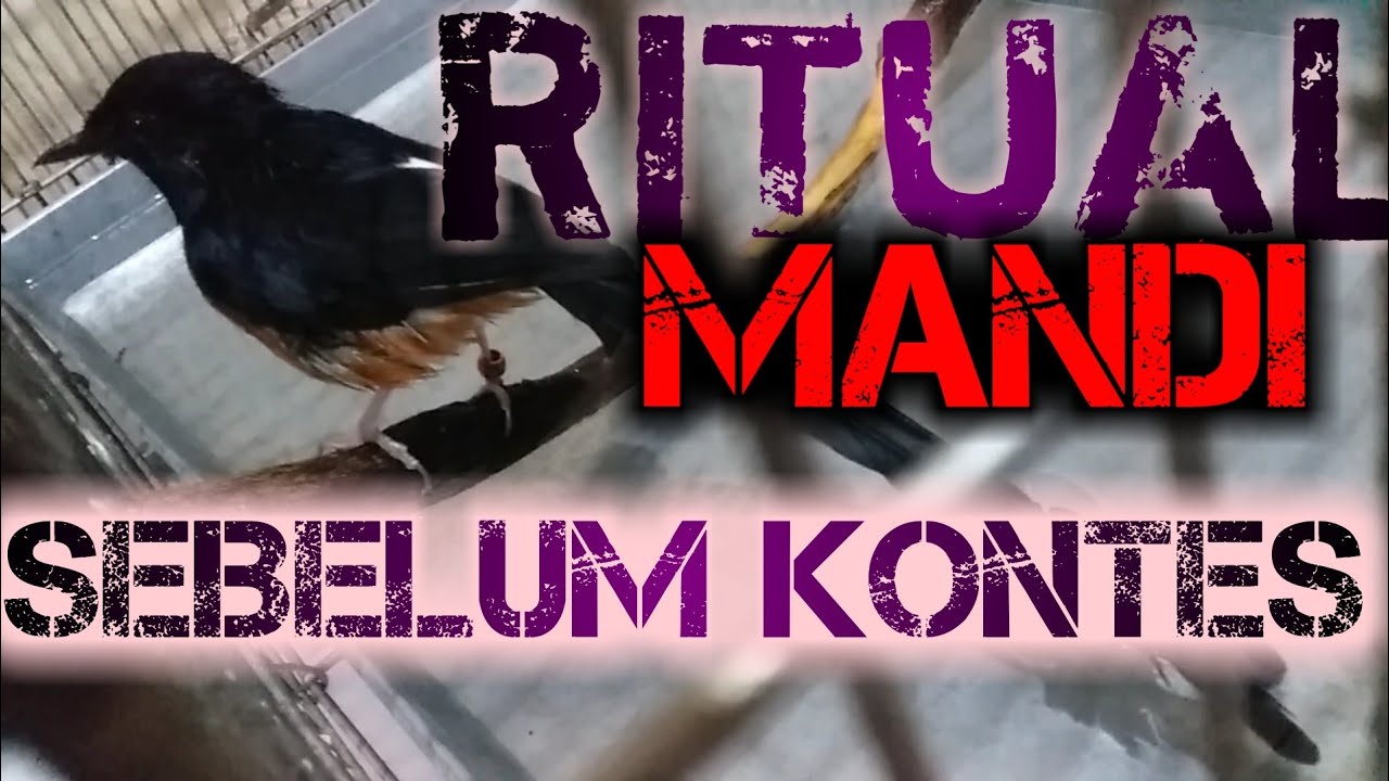 Murai Batu Kontes.?Wajib Mandi..!