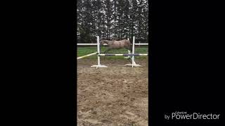 Vintage Oasis Farm's 2016 Dutch Warmblood Yearlings