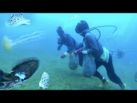 Video Nhiều Hải Sản Ngon Lặn Biển Phan Thiết Bắt Hải Sản Quá... - youtube