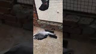 shonk ke liye pigenons not for sale @dhammipetshopanimalbirdpeg4515