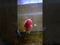 Shrimp feeding🦐🤤 #flowerhorn #fish #feeding #time #aquarium #fishkeeping #shrimp #srilanka